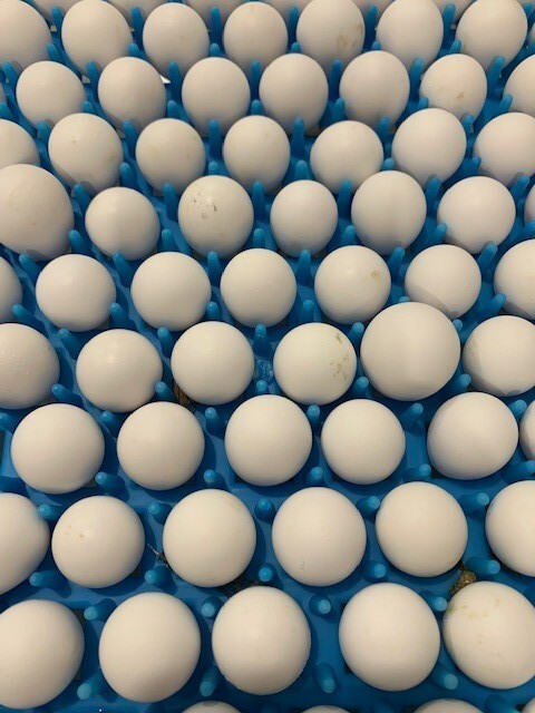 500+ Northern Bobwhite Quail Fertile Hatching Eggs! NPIP Cert - FREE SHIPPING