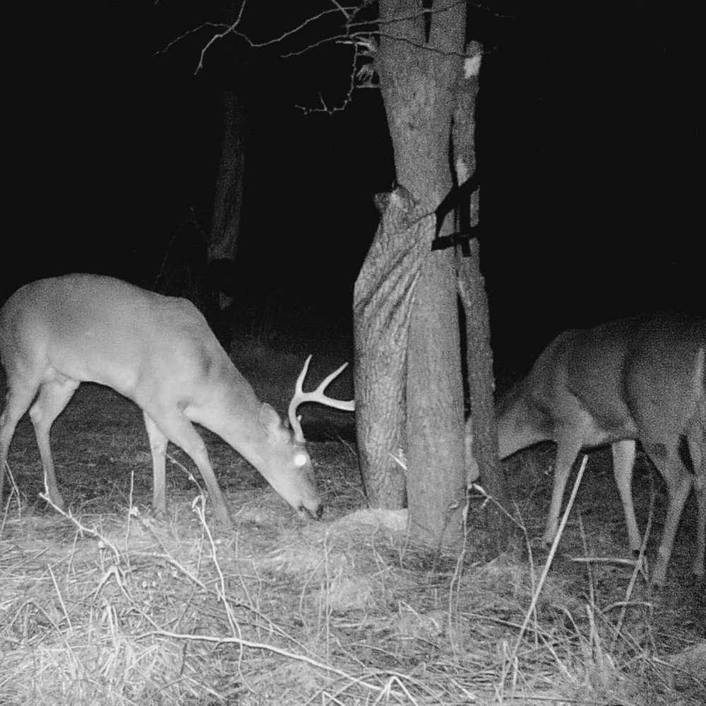 Weatherproof Trubark HD Gravity Feeder for Deer - Effortless Hunting Solution