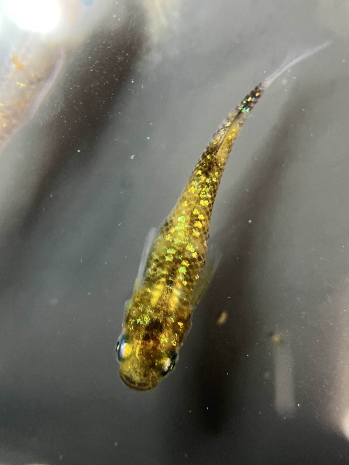 10+ fertilized hatching eggs assorted mystery medaka ricefish