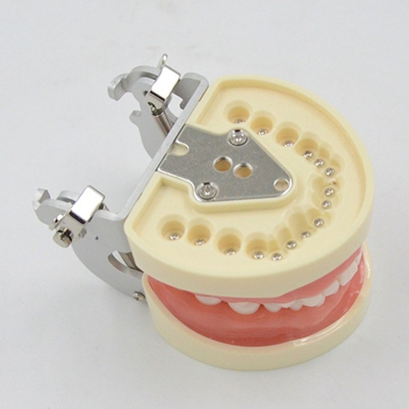 Teeth Model Teaching Model Soft Gums Removable 32 Teeth, for Dentistry Students