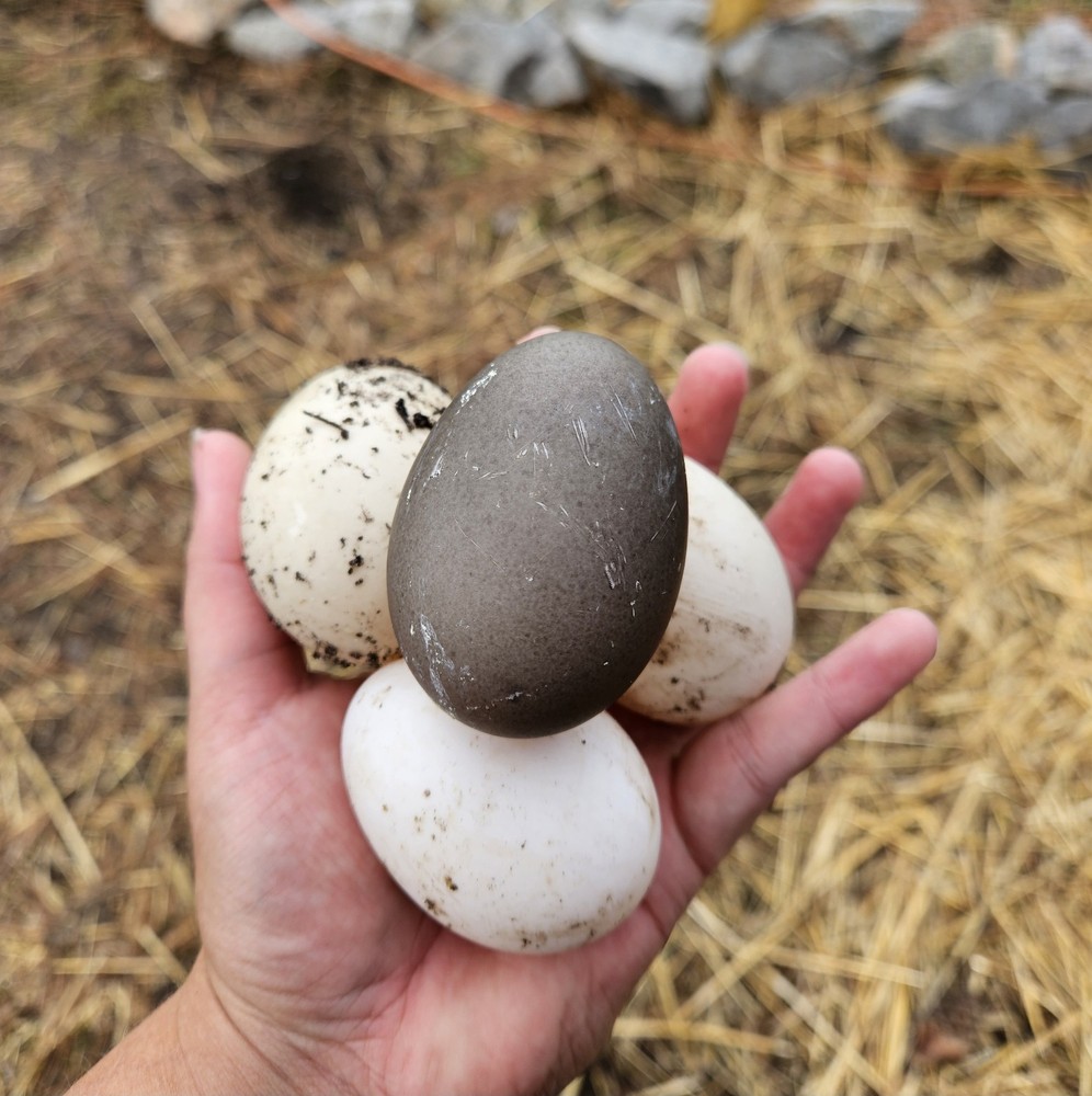 12+ Cayuga Duck Hatching Eggs – NPIP – Fertile Eggs