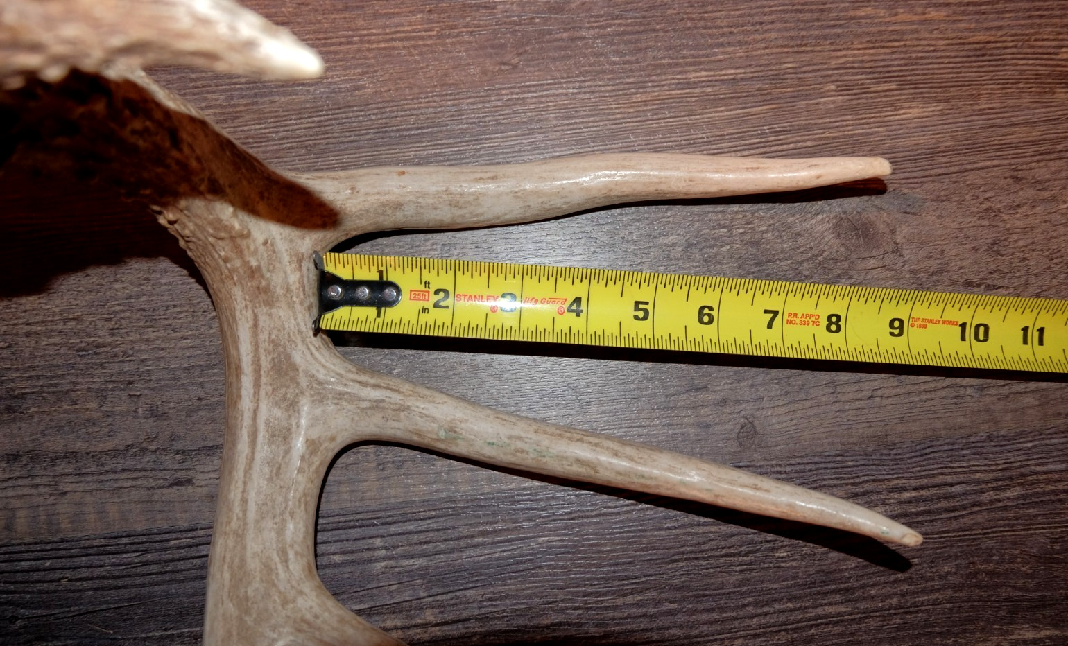 Whitetail Deer Antler - Deer Shed ~ Collectors