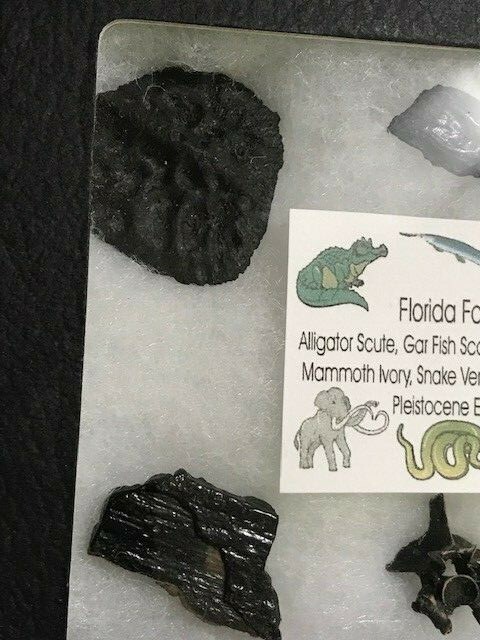 AWESOME EDUCATIONAL FLORIDA FOSSIL KIT