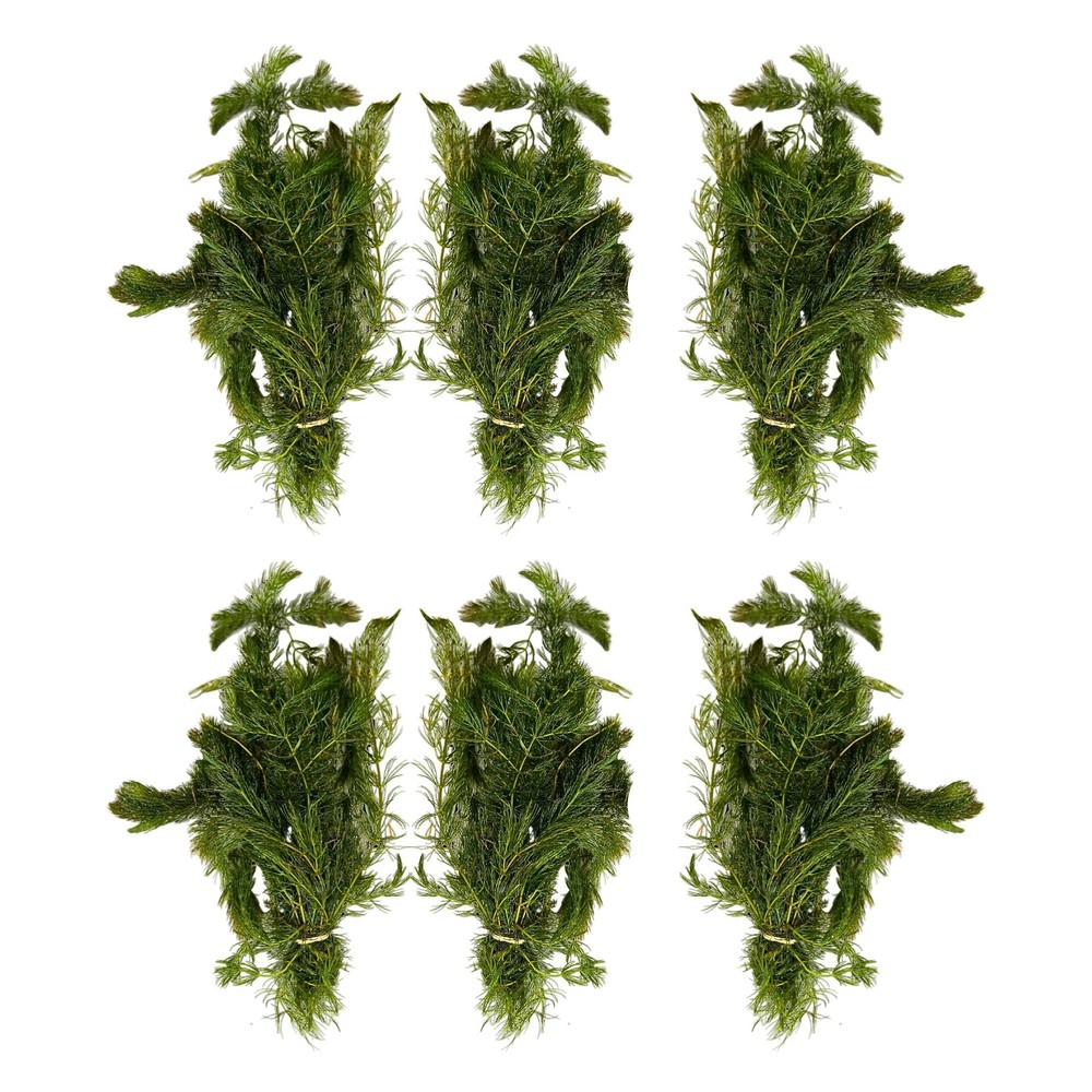 Anacharis and Hornwort Bundle