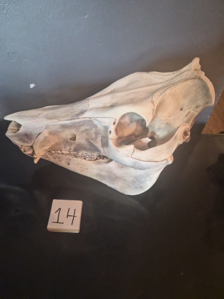Boar skull