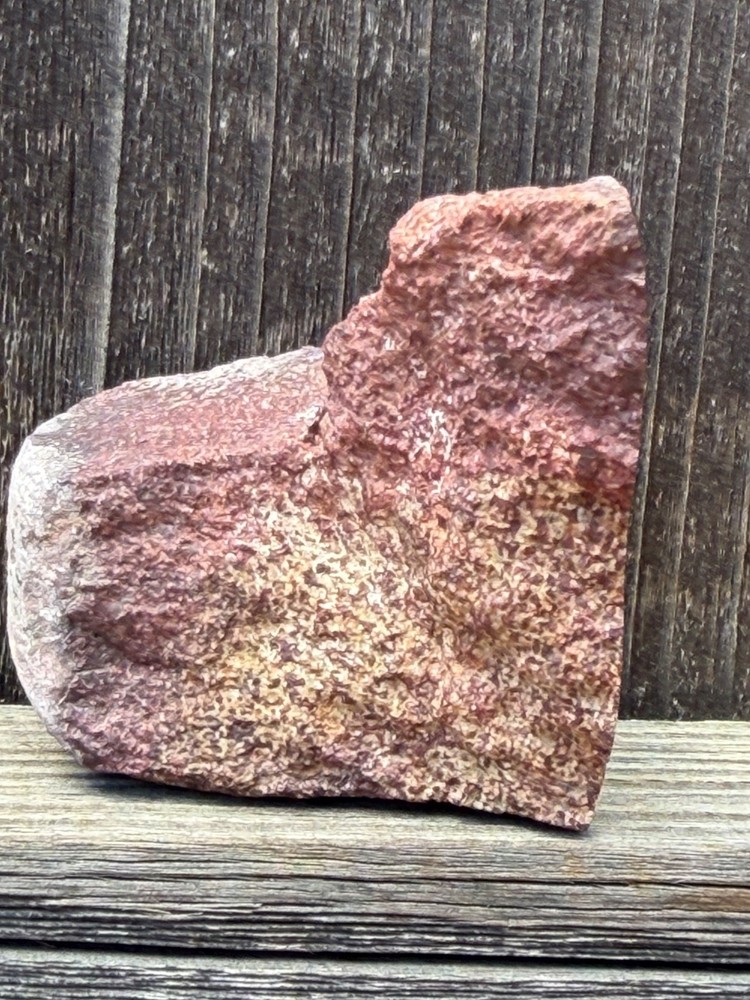 Dinosaur Gem Bone Polished Fossil Display