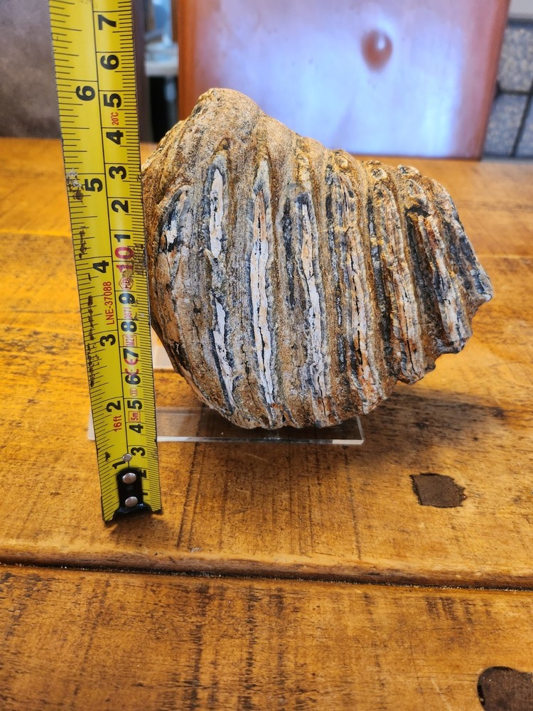 Fossilised tooth found in Happisbugh