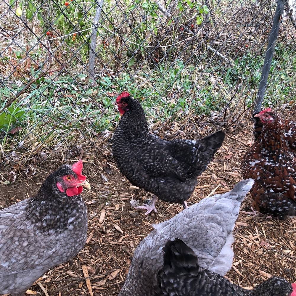 6+ Fertile Chicken Hatching Eggs Barnyard Mix/Crested/Easter/Rare Breed Possible
