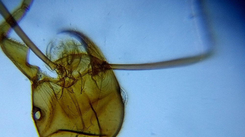 Blips Macro Kit - mini-Lenses for Smartphone and Tablet