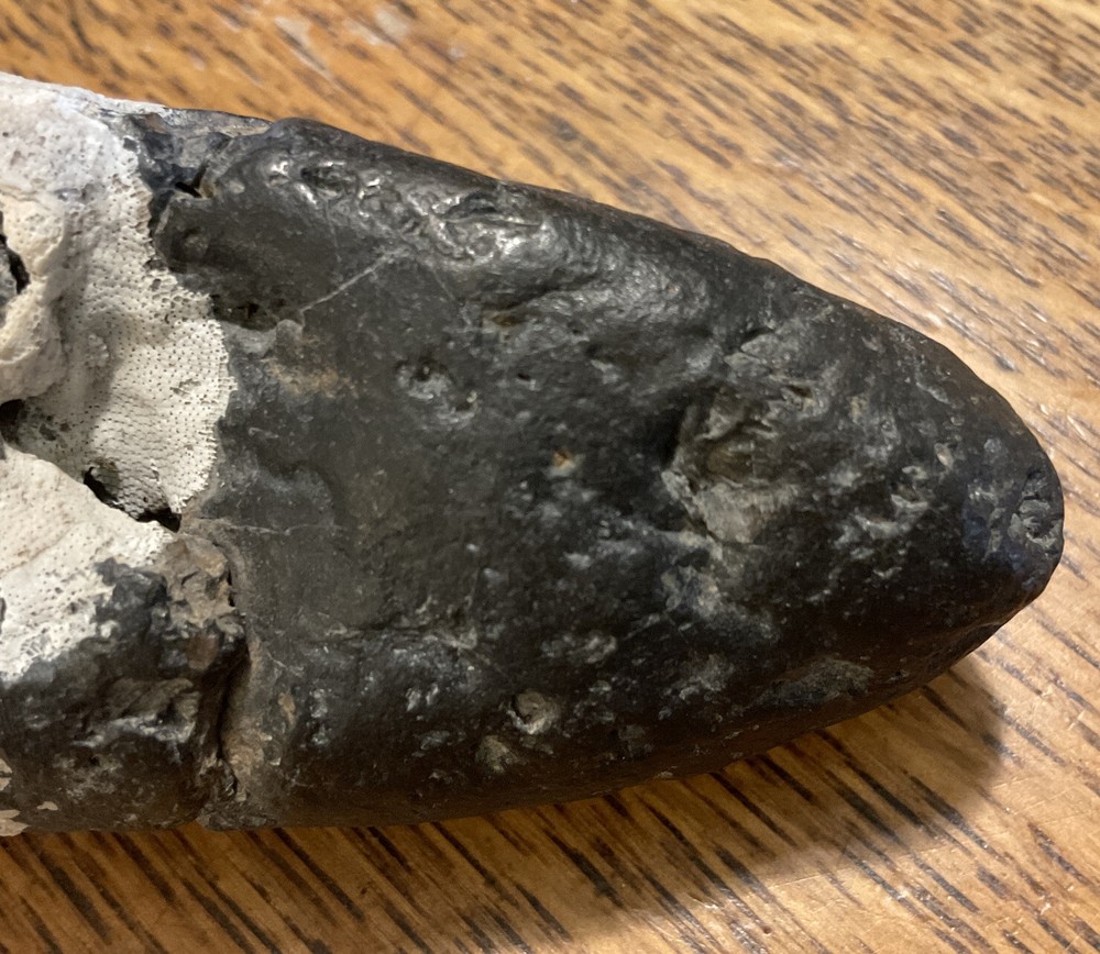 Giant Prehistoric Tooth 3.25"