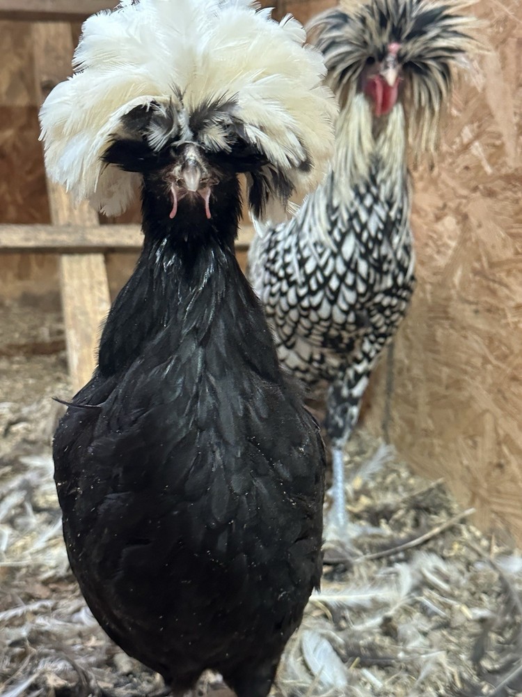 12 Polish Chicken Hatching Eggs (NPIP Certified)