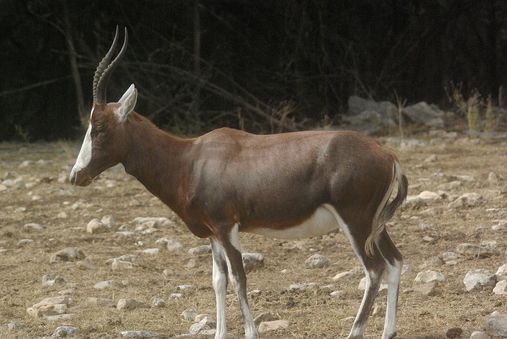 Blesbok Taxidermy Reference Photo Cd