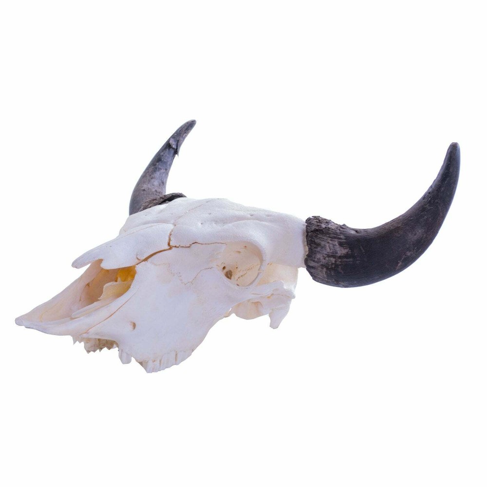Real Bone Buffalo (Bison) Skull with Free Shipping