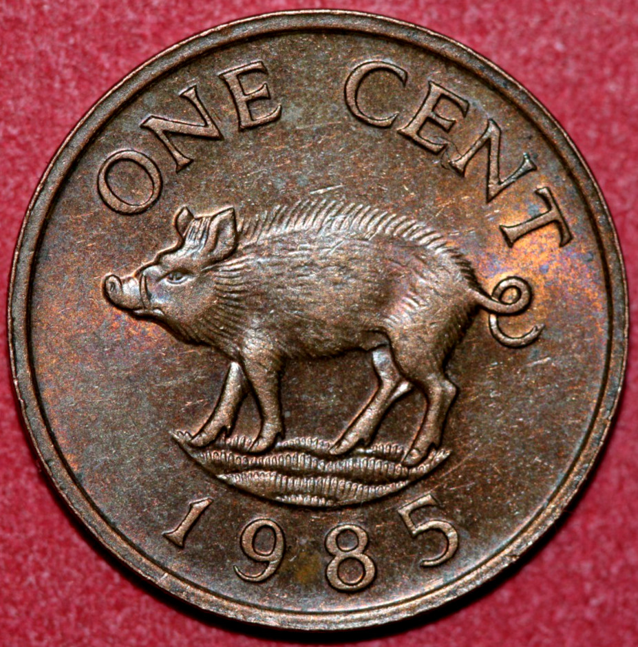 Bermuda 1985  cent Wild Boar-Foreign Coin 19mm