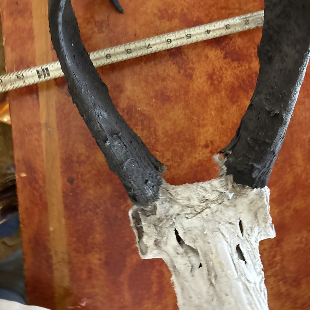 Pronghorn Antelope Skull Wyoming