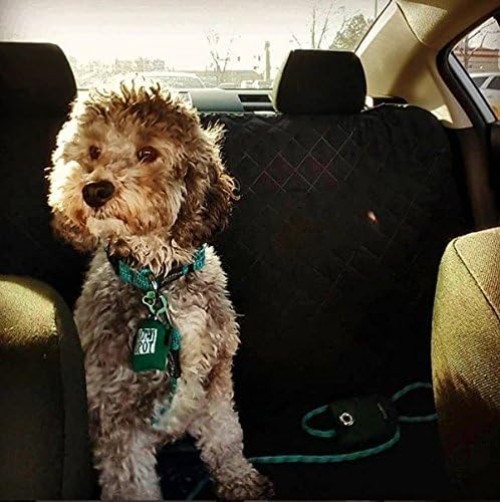 Pet Tag Silencer Black