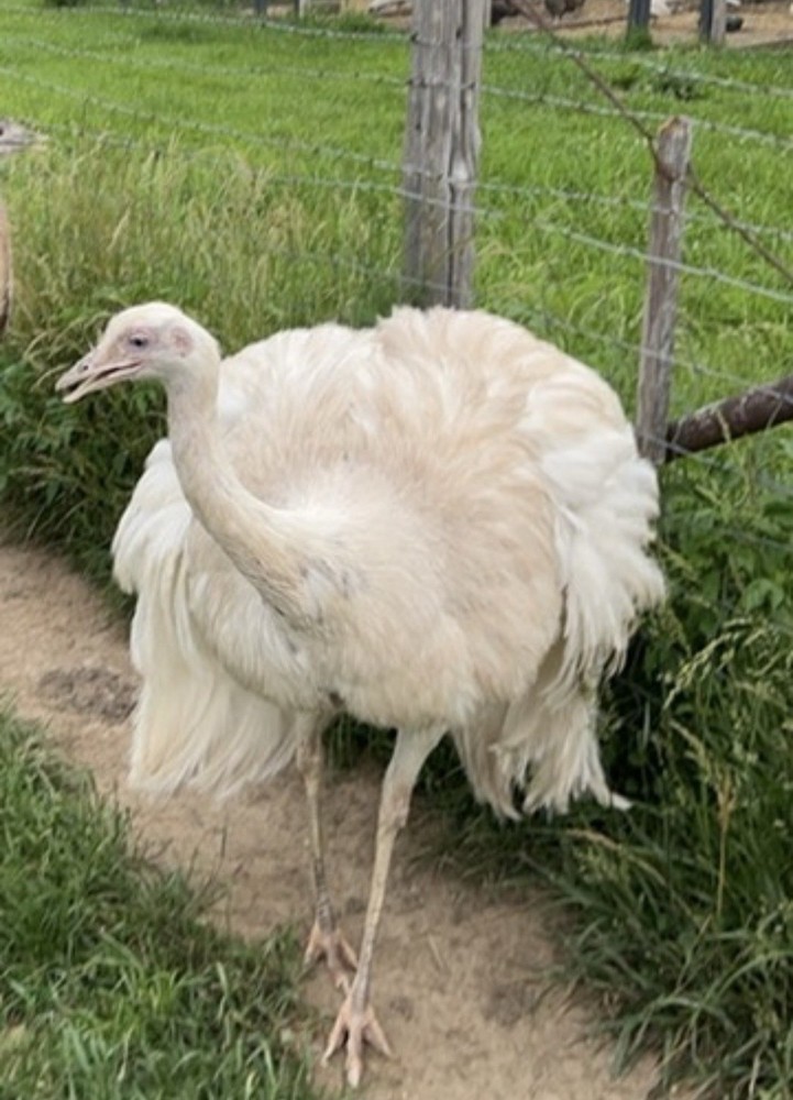 *2* White Rhea Hatching Egg’s LAYING NOW 🥚✅