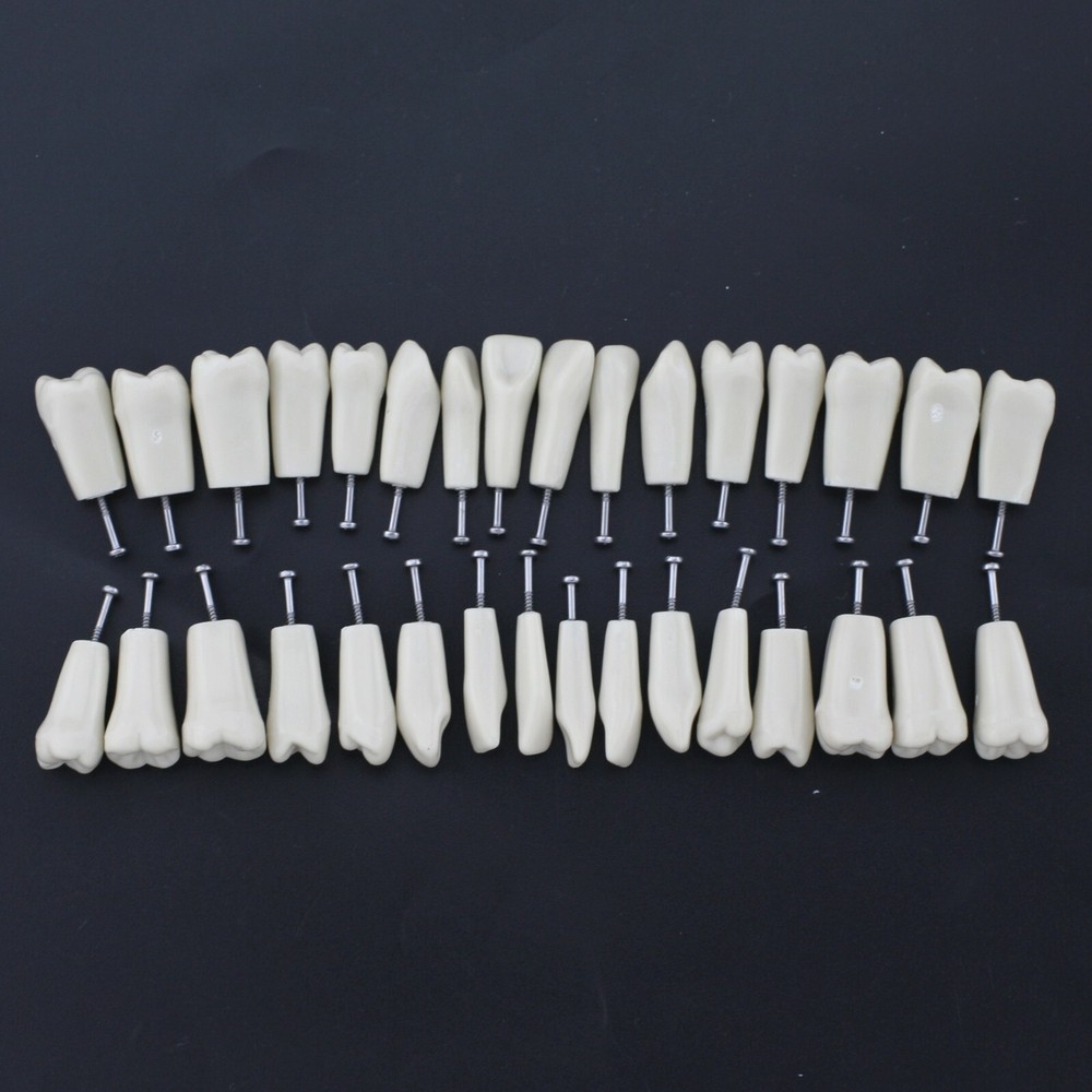 Columbia Dentoform Dental Typodont Model 32pcs Removable Teeth Soft Gingiva Pole