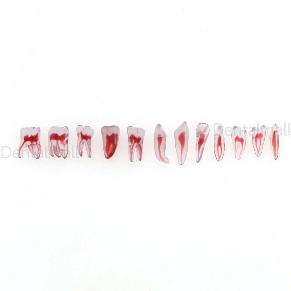 Dental Resin Endo Root Canal Teeth Model Practice Block RCT Pulp Cavity Study