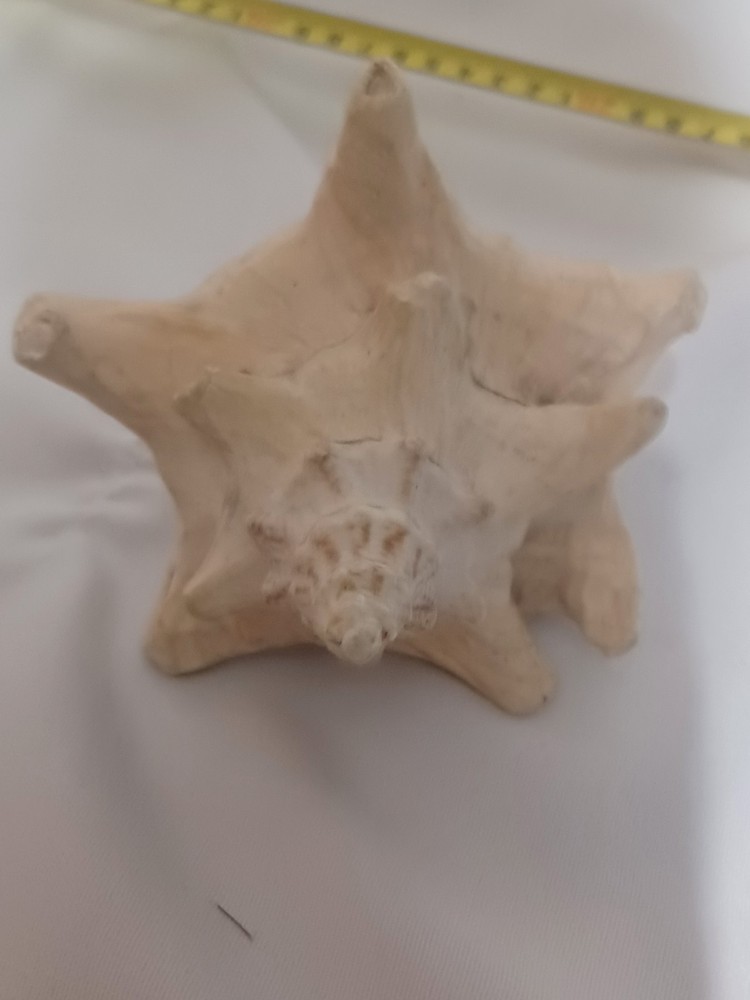 Assorted Large Conch / Seashell Lot See Pics