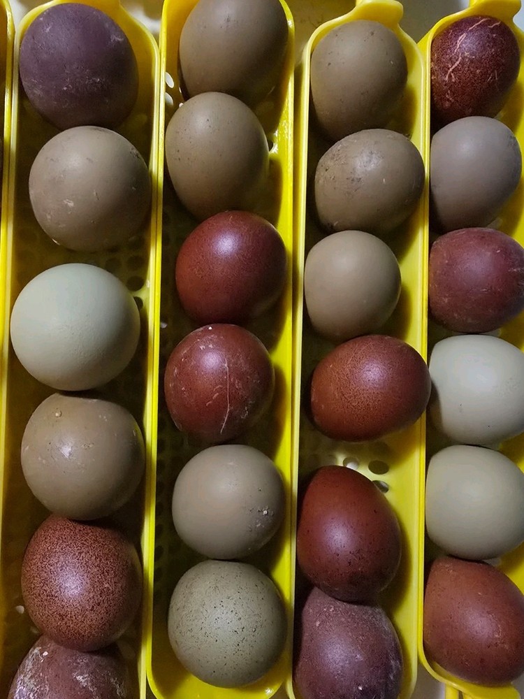 One Dozen Dark Layer Eggs