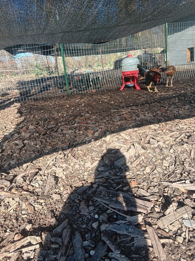 Indio gigante hatching eggs “6+”eggs