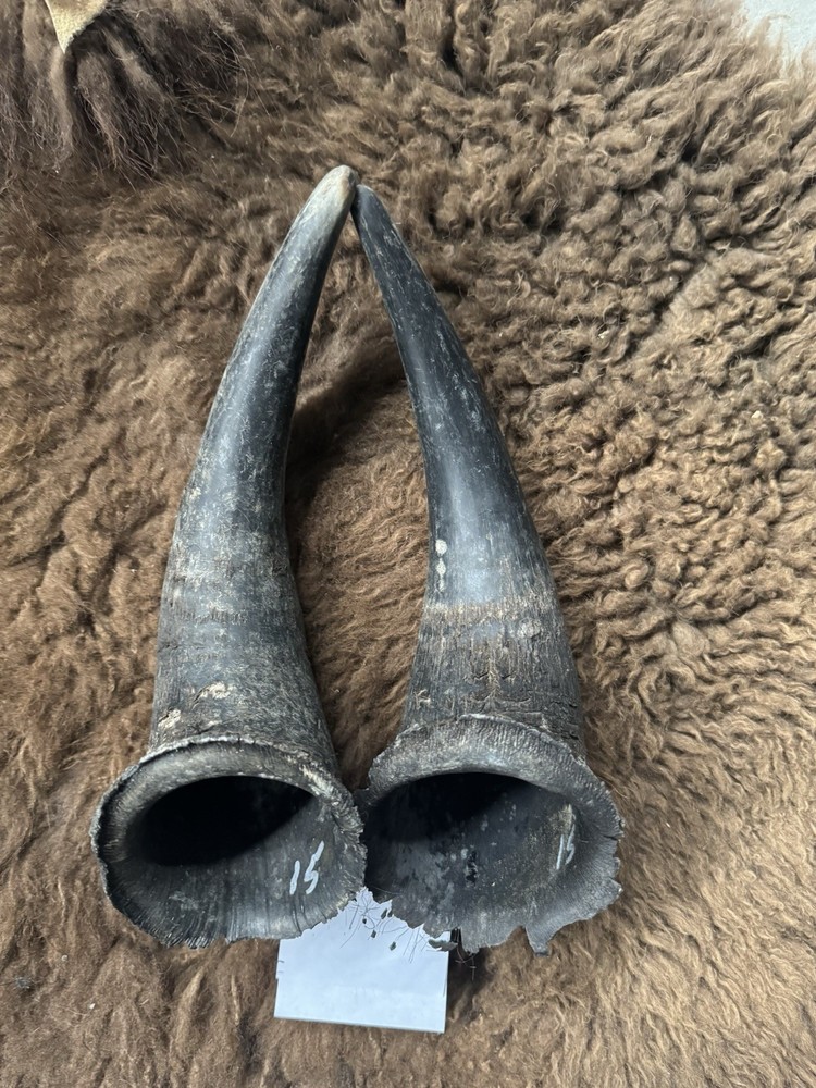 American Bison Buffalo Horns Matched Pair 15” (#15)