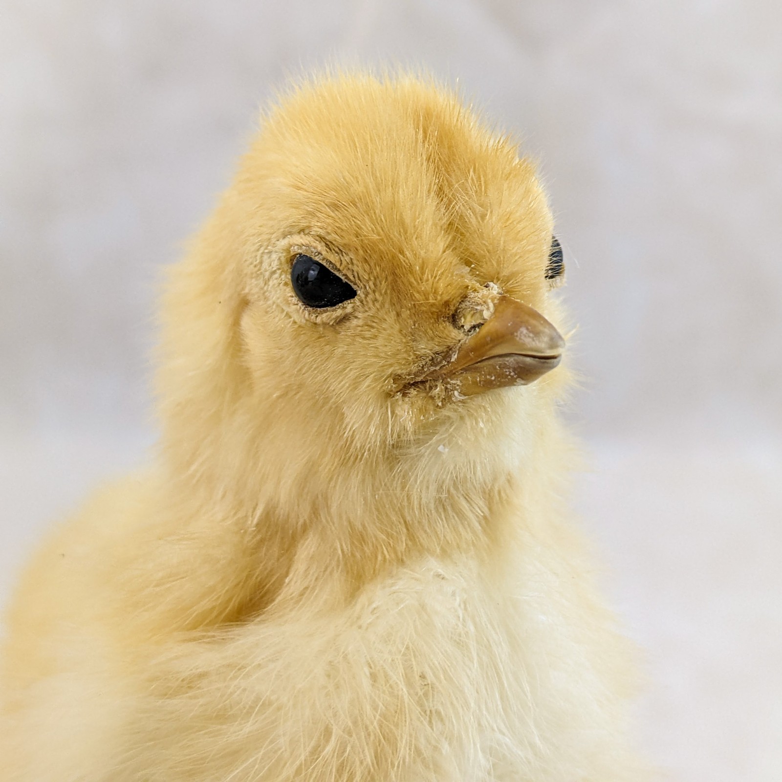 BABY Chick Chicken standing w/ wood base real taxidermy Curiosities oddity gift