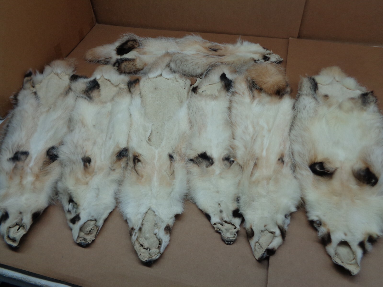 Tanned #1 Heavy Furred Badger Hide/Fur/Taxidermy/Free ship/Trapping/Pelts