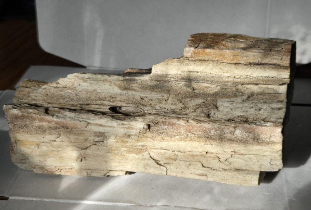 Petrified Wood