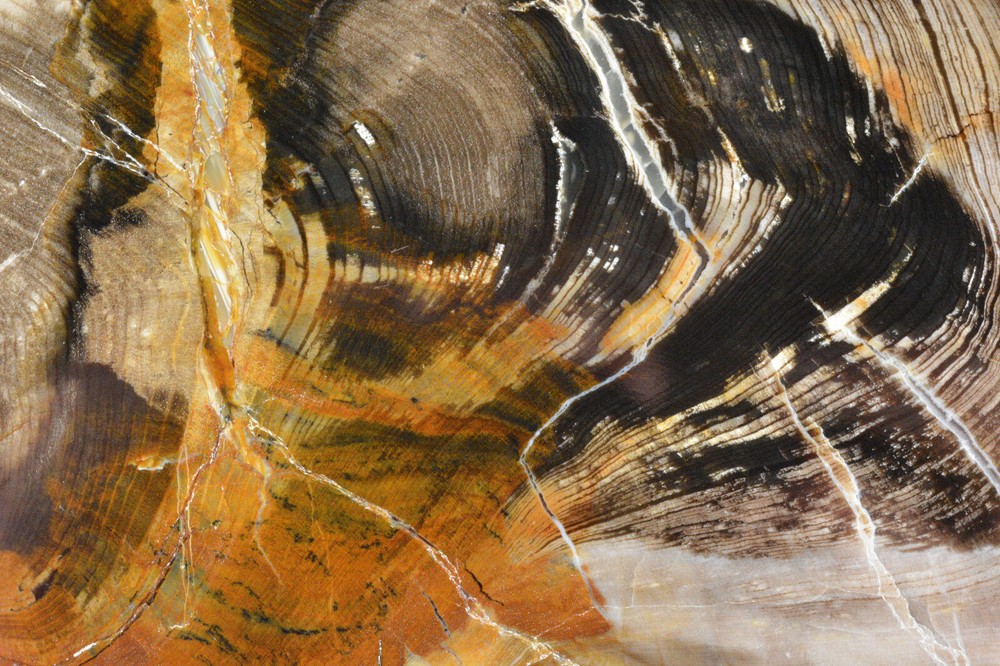 Petrified Wood Round, Saddle Mountain, Washington