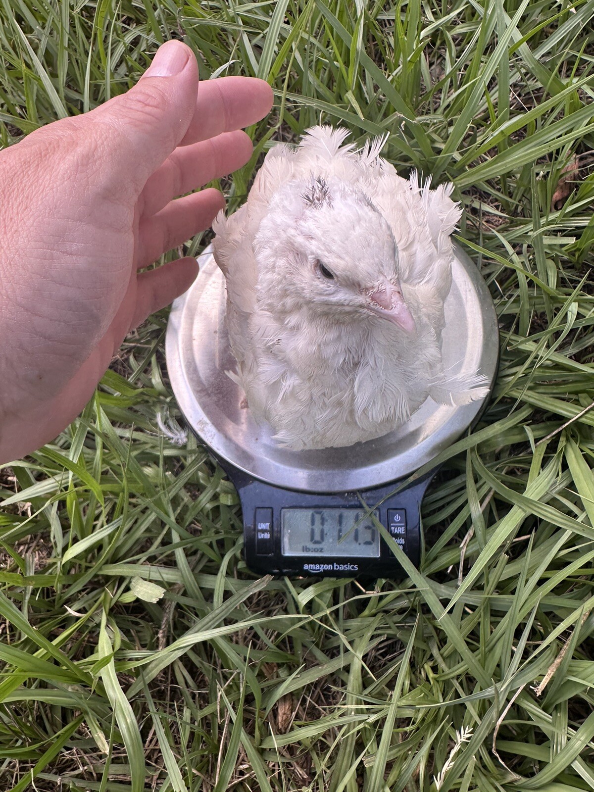 Quail 12++Jumbo Texas A&M Large Egg Layer Great meat priority ship and foam pack