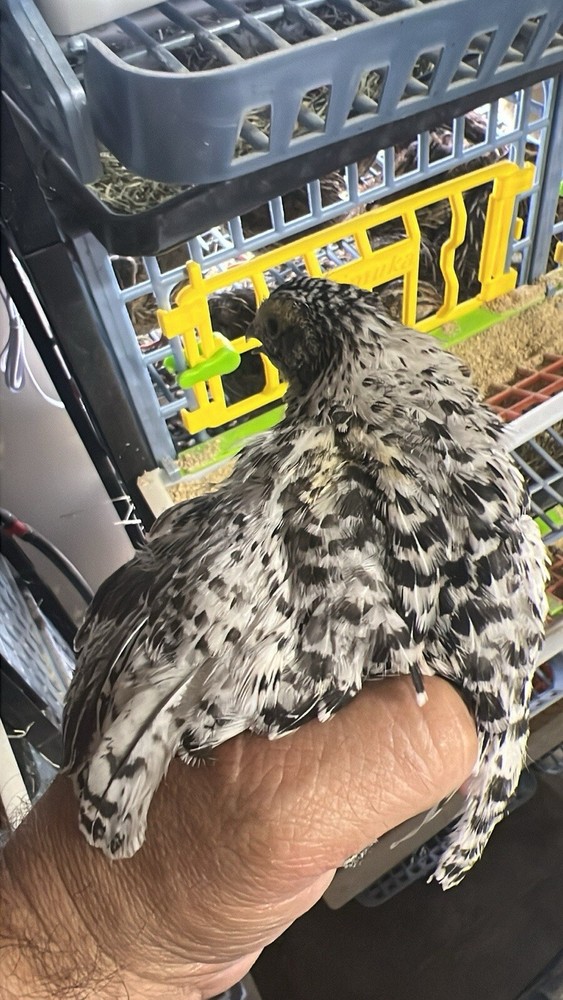 12 Buddy’s Hatchery Pearl Fee Coturnix Quail Hatch Egg