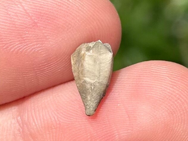 RARE Fossil Blastoid Heteroschisma subtrunctatum Michigan Devonian Age