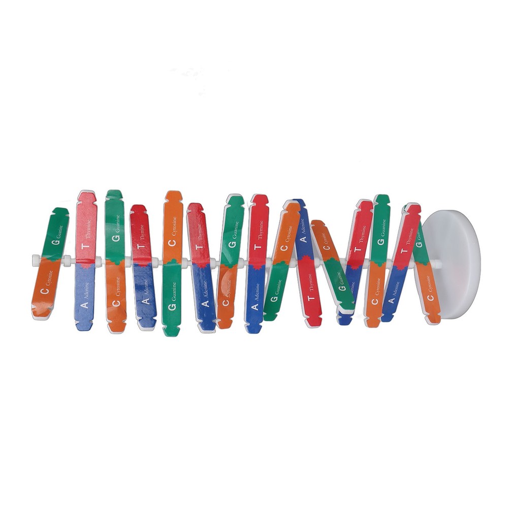 Human DNA Model Colorful Double Spiral Assemble Model Science Educational WT