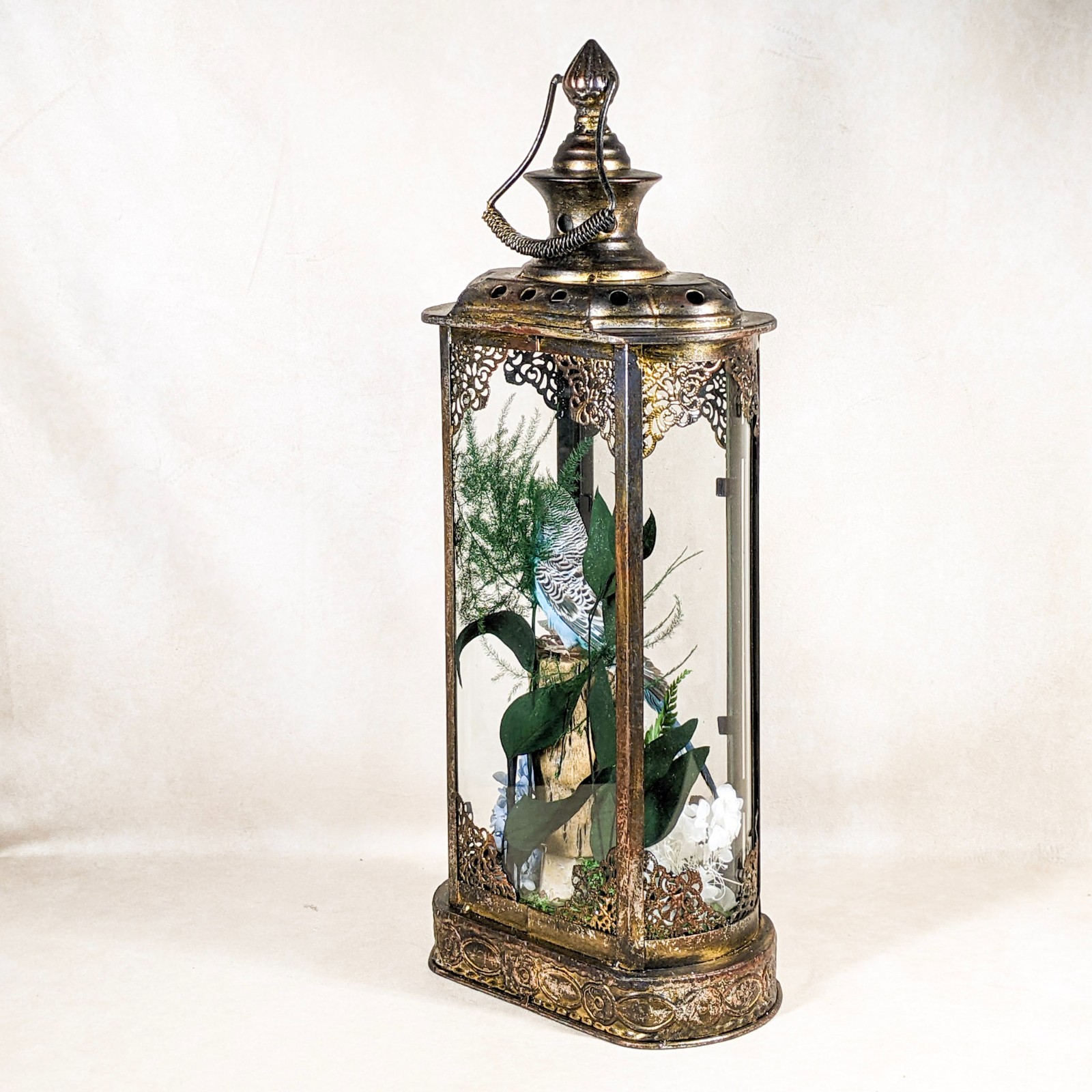 Parakeet Taxidermy Oddities Curiosities Antique Style Display Collectible