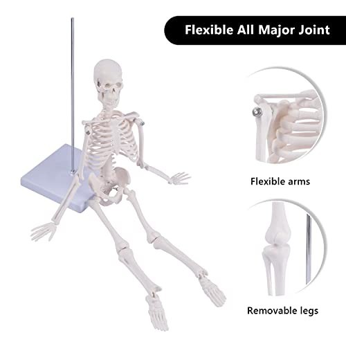 17" Mini Human Skeleton Model - Anatomical Study Tool with Movable Arms & Legs,