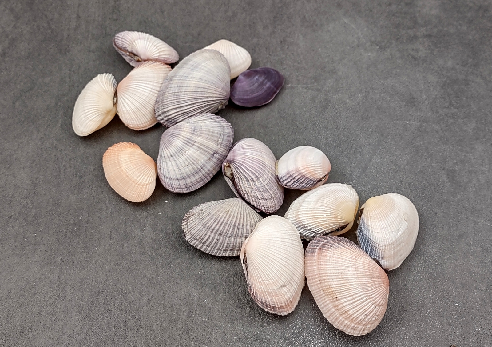 Pacific Clam Seashell Pairs Purple Tan Brown (5 Shell pairs approx. 1.5+ inches)