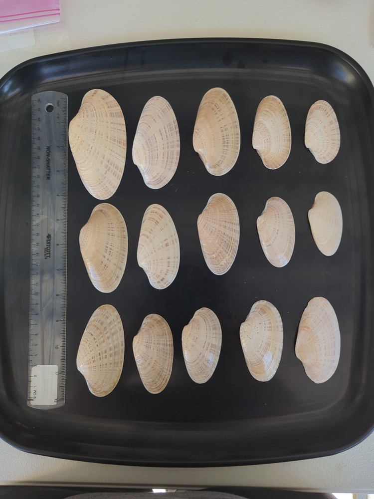 Sunray Venus Clam shells