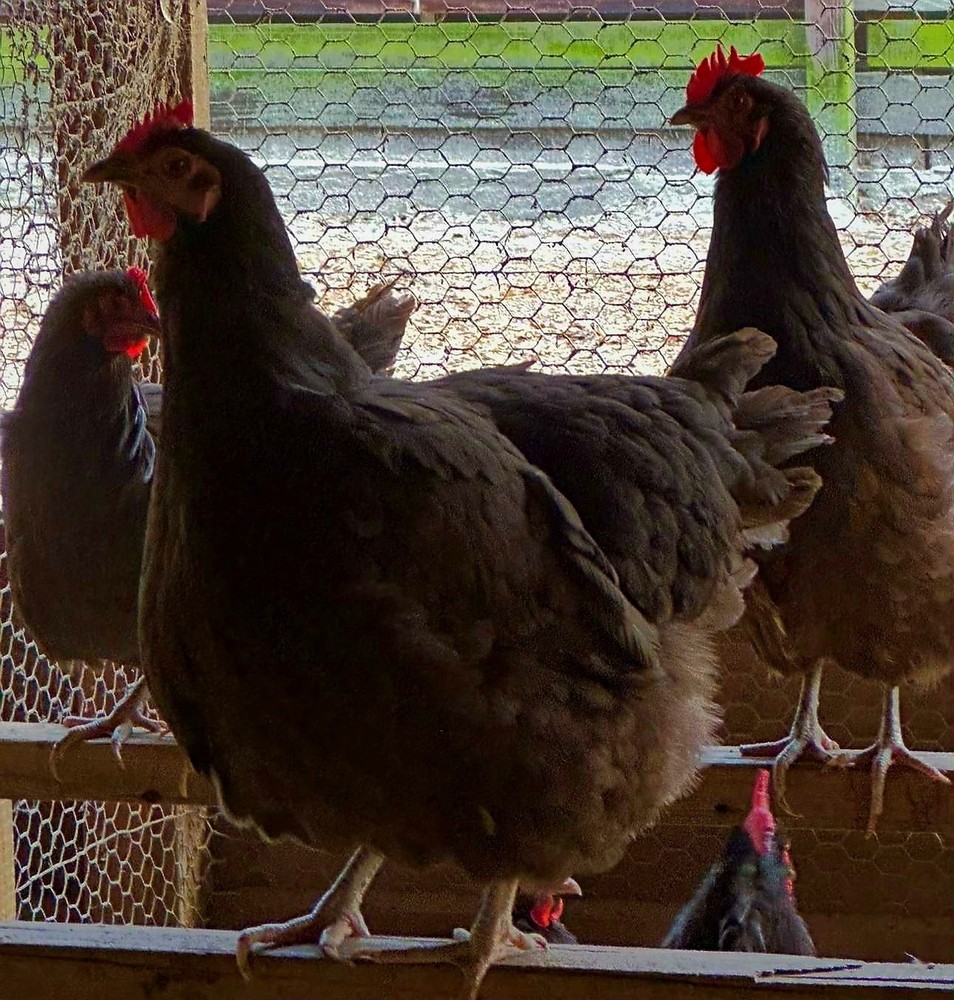 Chocolate Orphington Hatching Eggs