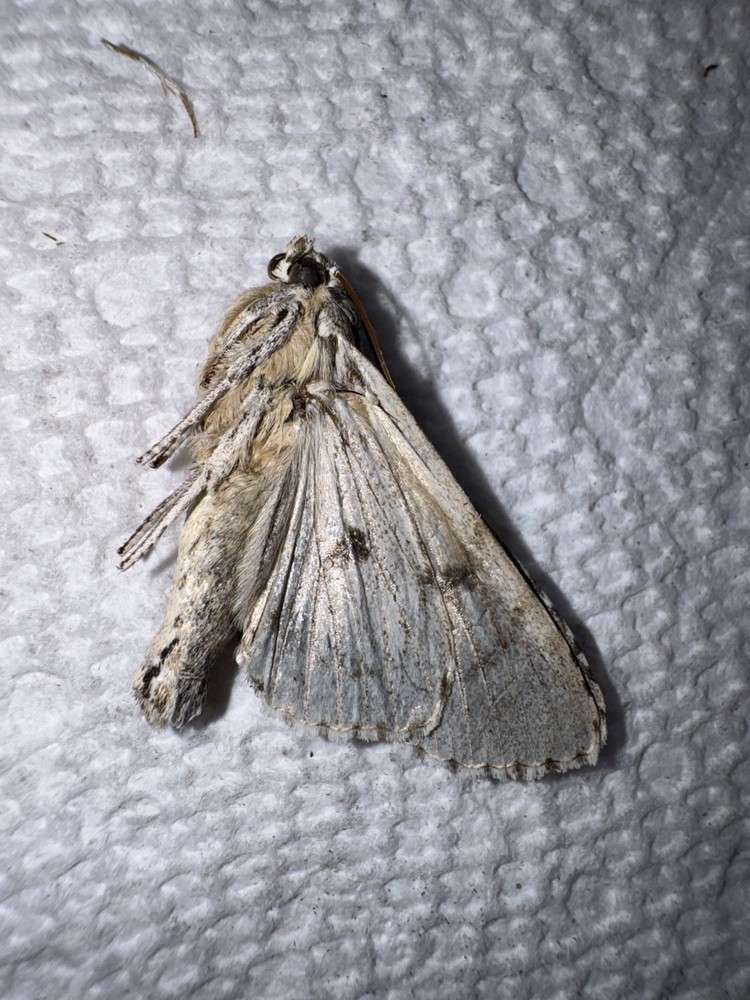 BY5 - Big Noctuid Moth