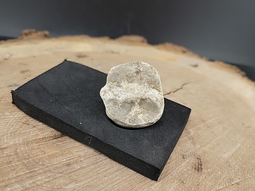 Real Fossilized Dinosaur Half Egg Embro Uv Reactive