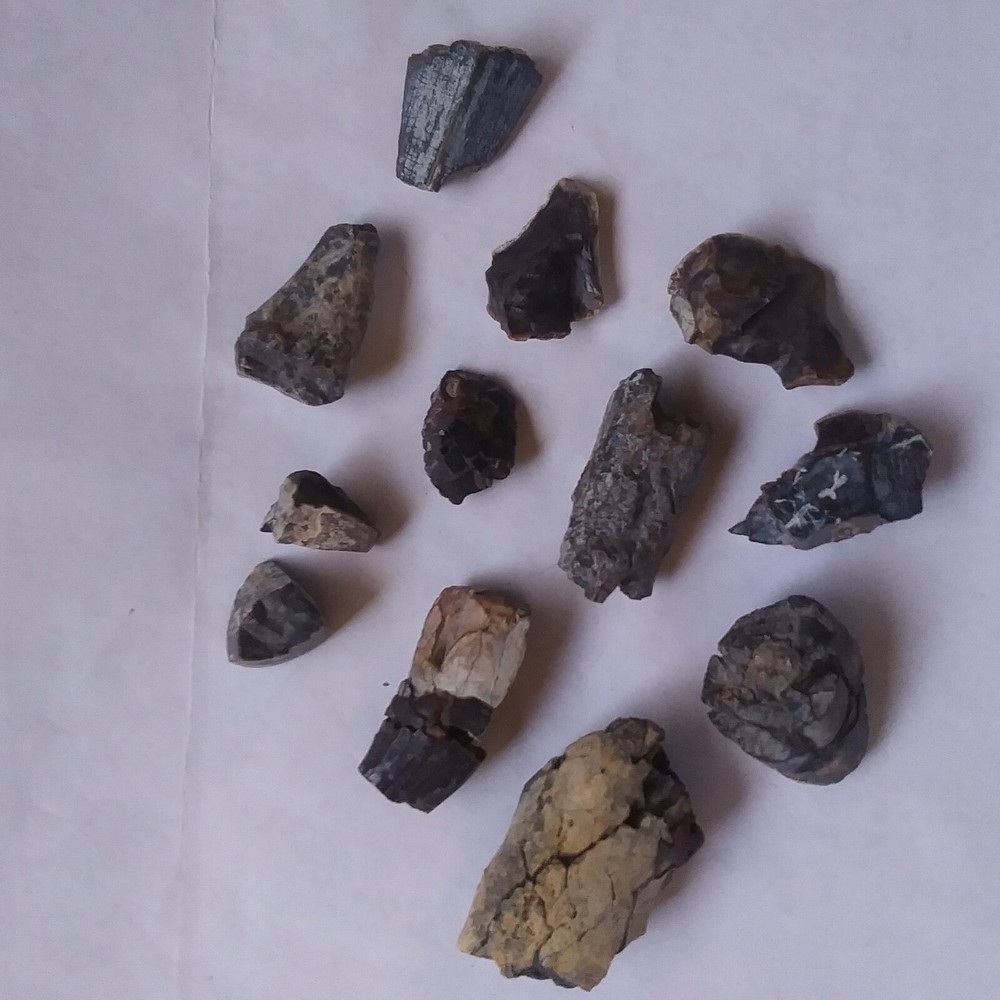 Fossil Teeth Parts