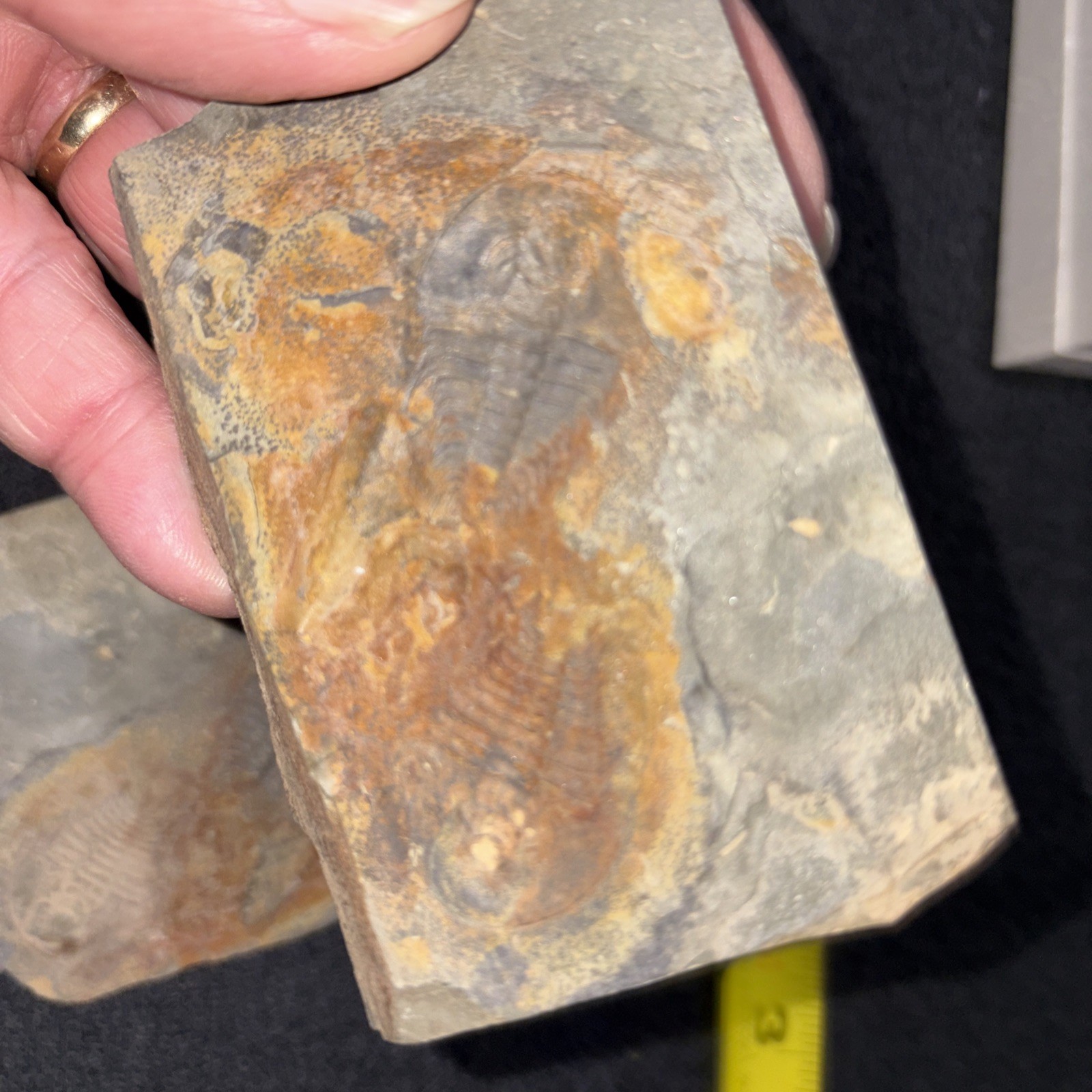 Double Olenellus From Nevada Lower Cambrian Not Prepped