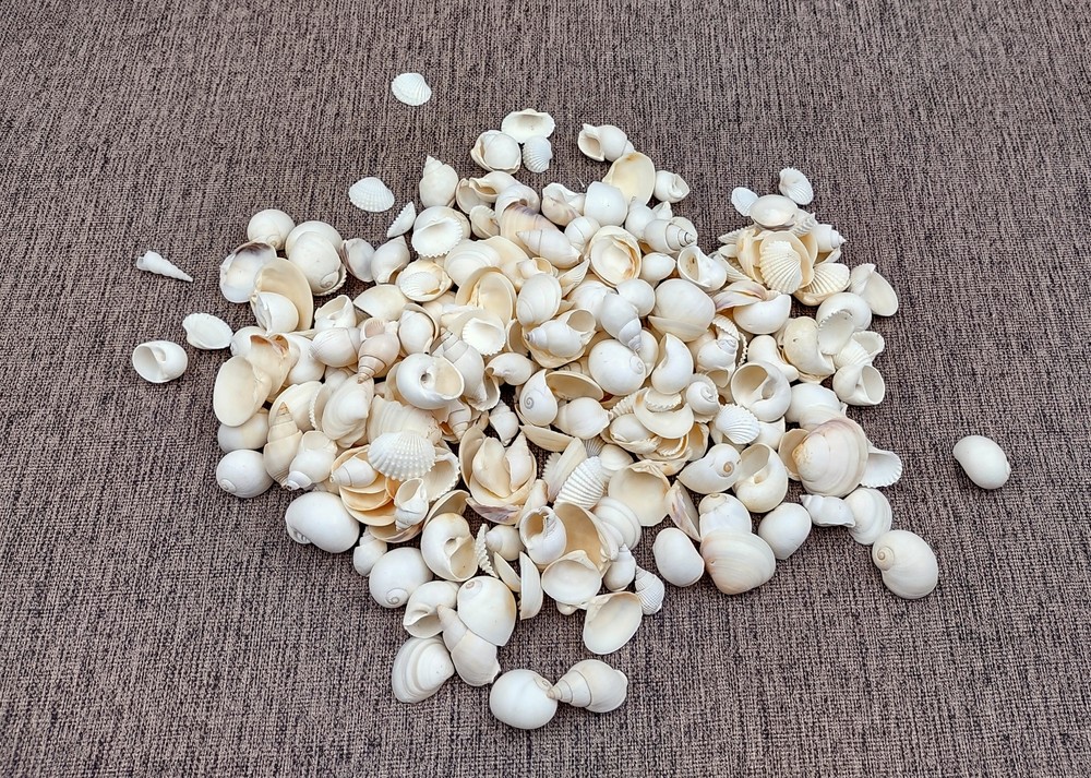Small White Assorted Seashell Mix (approx. 1 kilogram shells 0.50+ inches)