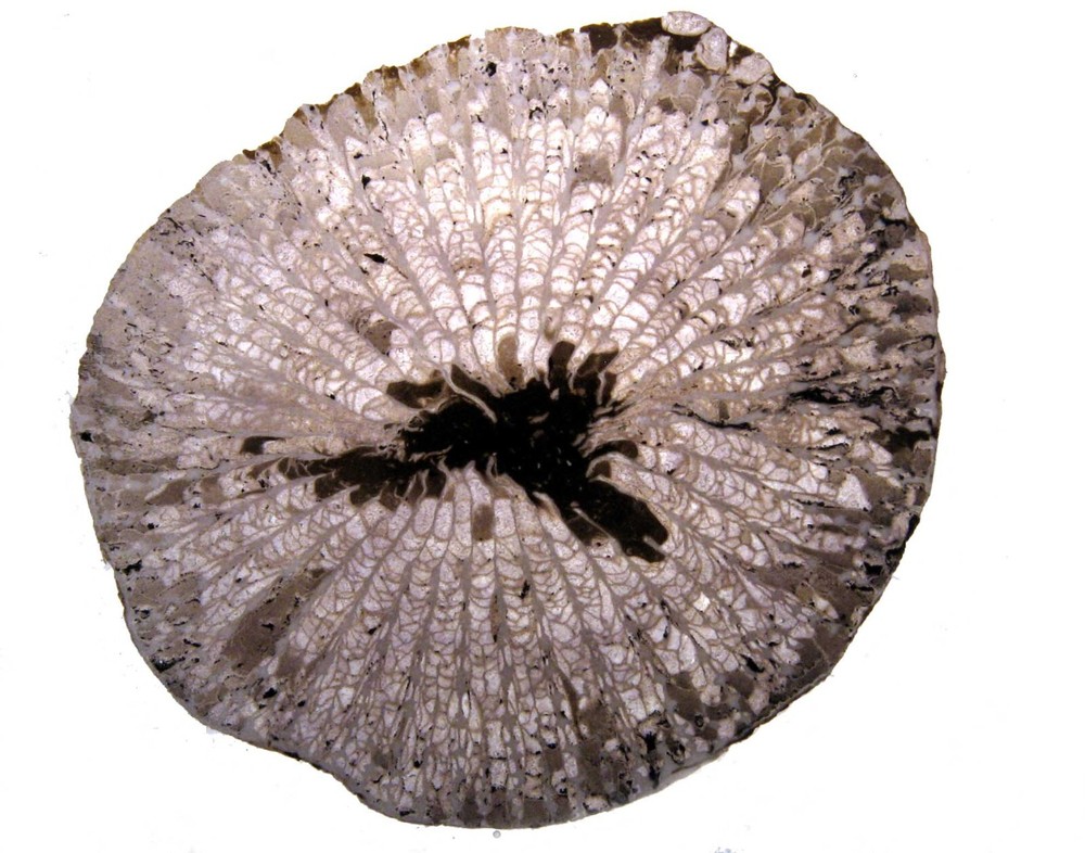 Geological Rock Formation & fossil Thin Section collection 100 slides in case