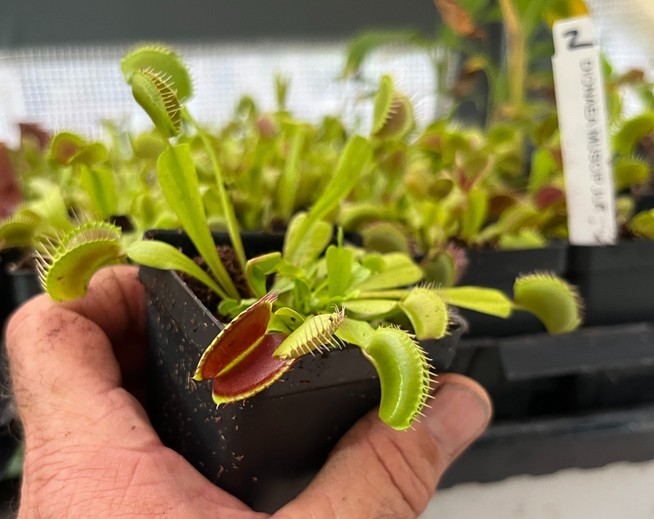 Venus Flytrap – Dionaea muscipula – Carnivorous Plant