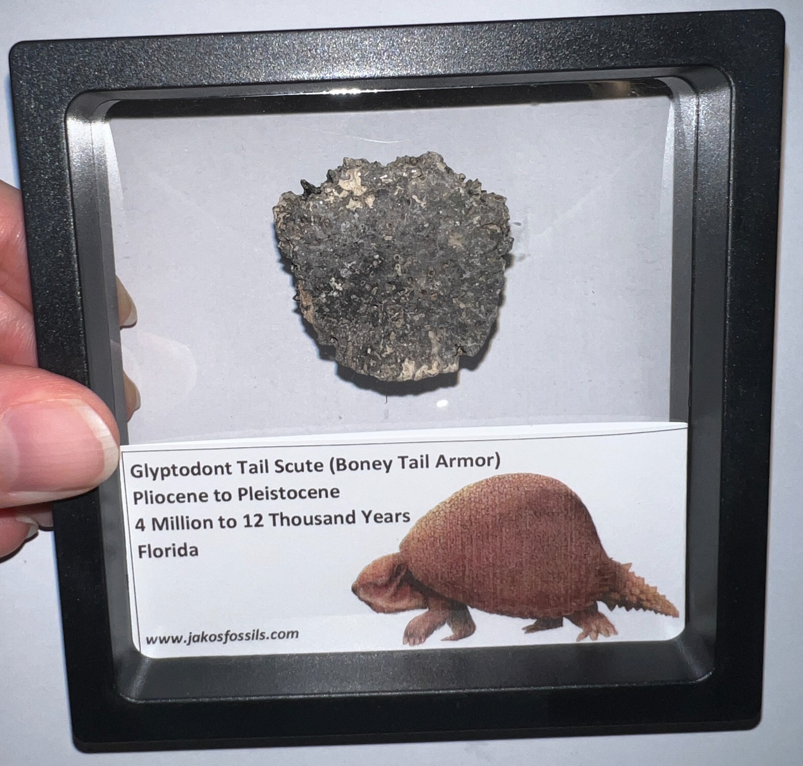 Framed RARE Ice Age Fossil GLYPTODONT Tail Scute Bone Armor Lot! ONE PER ORDER!