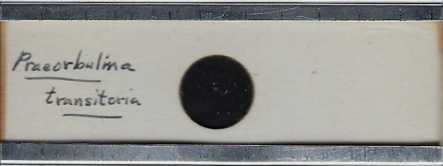 Foraminifera Praeorbulina transitoria Microfossil Microscope Slide