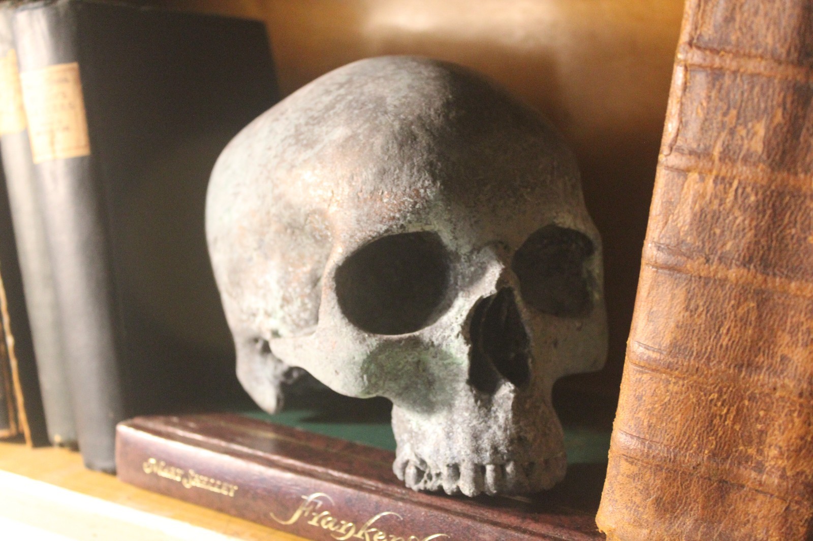 Human Skull Anatomical Medical Death Oddity Theater Doctor Funeral Postmortem